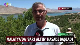 Malatya'da 'sarı altın' hasadı başladı, ilk ürünler Avrupa yolunda