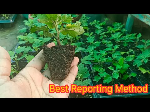 Best soil for Chrysanthemum for more bloom || Chrysanthemum plant reporting and care