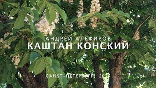 Download lagu Каштан конский Алефиров А Н Каштан конский Алефиров А Н