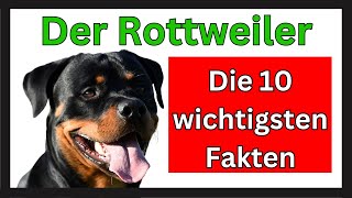 Rottweiler  Die 10 wichtigsten Fakten zum Rottweiler