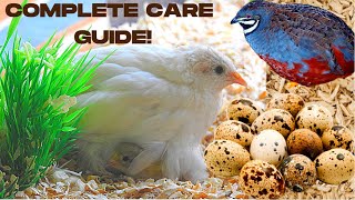 THE ULTIMATE BUTTON QUAIL CARE GUIDE | How to Care for Quail Indoors | Keeping Quail as Pets 2020