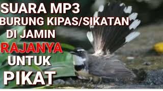 Suara Pikat Burung Kipasan Sikatan Gacor Ribut