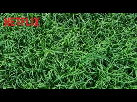 In the Tall Grass | Officiële trailer | Netflix