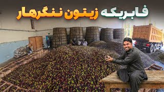 Download Lagu افغان سین - دیدار هادی صافی از بزرگترین فابریکه پروسس روغن زیتون در ولایت ننگرهار MP3