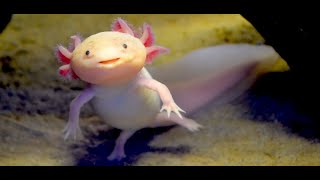 The Axolotl The Dodo