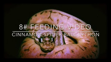 #8 Feeding My Cinnamon Spider Ball Python