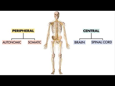 How do nerves become hypersensitive?