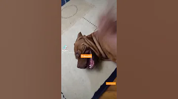 أنت عيل قليل الادب مش هينفع كدا 