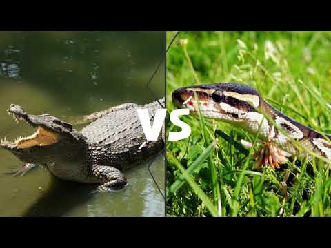 SaltWater Crocodile vs Reticulated Python - Who will win the fight ...