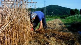 小麦的一生～I tried growing wheat by hand！！