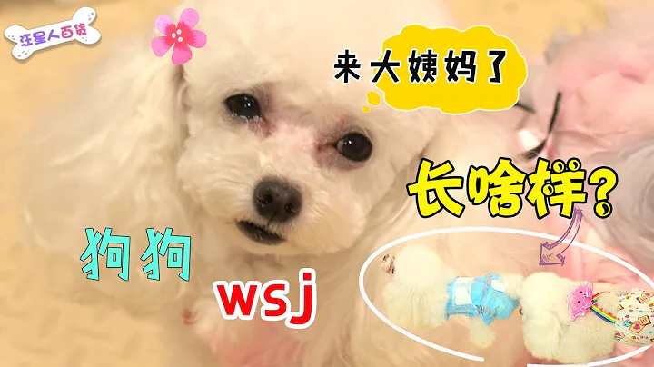 【两脚兽SHOW】狗狗也有生理期，一招教你如何呵护你的爱宠。 - 天天要闻