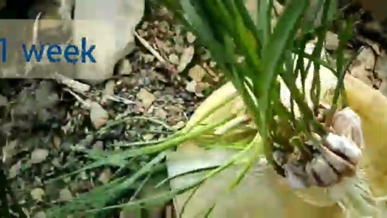 the trick to quickly rooting garlic is to soak them in water - YouTube