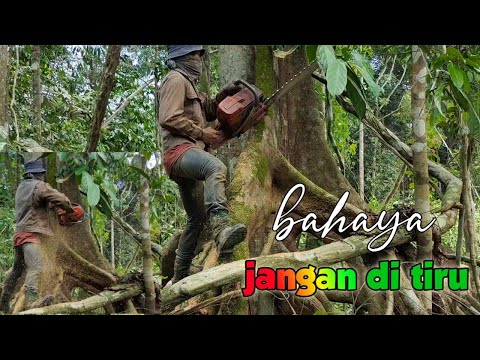 Video: Untuk apa kayu balak digunakan?