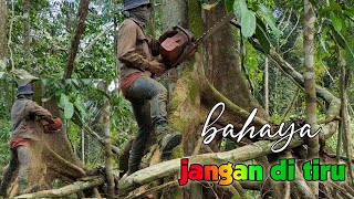 jangan ikut'an bahaya/cara menebang pokok hutan/balak,dunia kayu