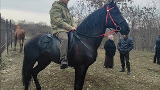 Урус-мартан, рынок Лошадей Чечня. 07.02.2021г.