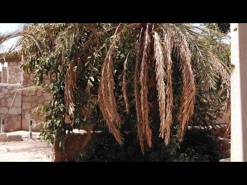 معنى كلمة قاني يقال لون أحمر قان