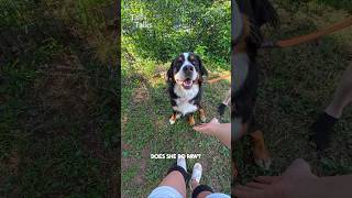 We met a very friendly Bernese Mountain dog! #bernese #dog