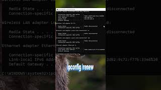 #reset and renew windows ip address