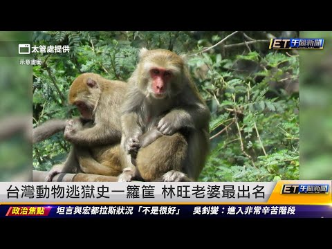 台灣動物逃獄史一籮筐 林旺老婆最出名｜20230323 ET午間新聞