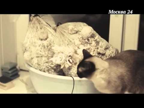 Безопасность: Работа на дому Безопасность: Работа на дому