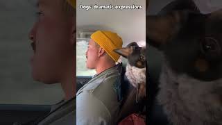 #funnypets #petfails #viralpets #doggolaughs #petreactions #funnyanimals #catantics