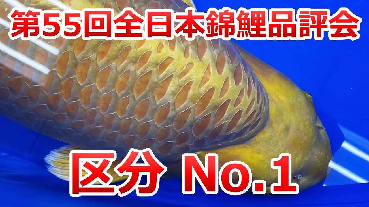 成魚・若鯉・幼魚の部】総合優勝 第55回全日本総合錦鯉品評会 - YouTube