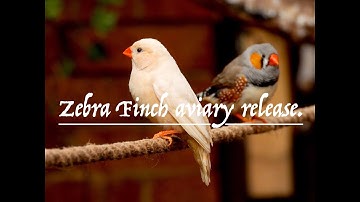 Zebra finch aviary release