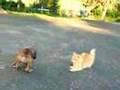 Bruno the Boxer Puppy Chases Cats