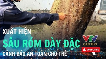 Nhiều trẻ ngứa, nổi mẩn vì sâu róm xuất hiện hàng loạt | VTV CẦN THƠ