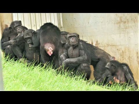 なぜ危険を冒して第一位のアルファオスになりたがるのか Why Do They Want To Be The Number One Alpha Male 多摩動物公園 チンパンジー 2107 Youtube
