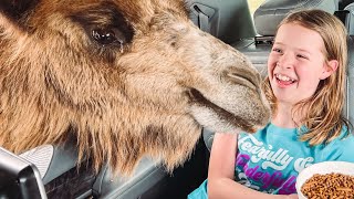 There&#39;s a CAMEL in our car !!!