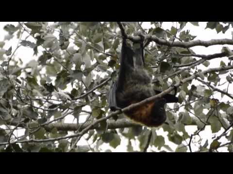 Flying Foxes with voice overs from Ruby, Luke & Nick