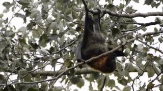 Flying Foxes with voice overs from Ruby, Luke & Nick