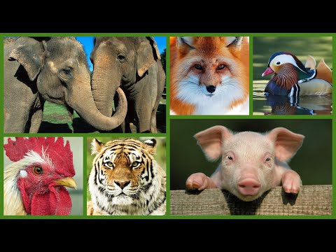 🐶 Farm animal sounds: cats meowing, dogs barking, cow, pig, duck, sounds of cute wild animals