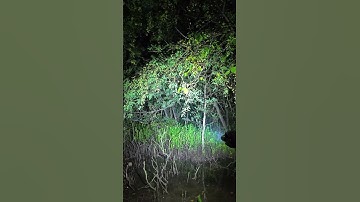2 in 1! Flashlight with Laser pointer all in 1 #flashlight #laserpointer #outdoors