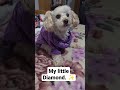 Pumkin #toypoodle #dog #love shines on my darkest days. ❤️