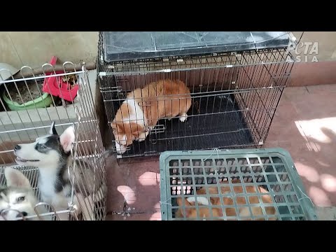 Vietnamese Dog Breeders Exposed: Illness, Injuries, Mutilations