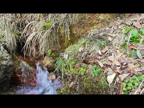 【自然音・ASMR】長楽寺：湧水の奏でるヒーリング音  [Amazing nature scenery.]