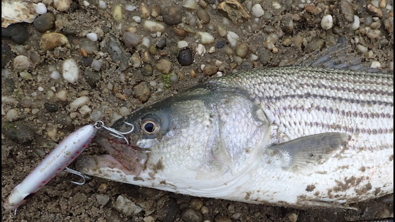 Striped Bass and Bluefish Surf Fishing - Awesome New Pencil Lure 