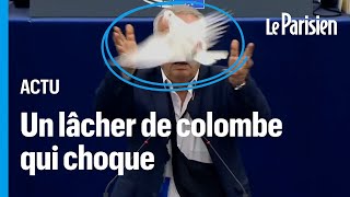 Parlement européen : un député sort une colombe de sa poche et la lâche dans l'hémicycle Resimi