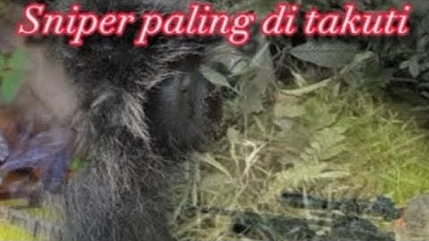 Berburu KERA‼️ bulan puasa tetap berburu demi membantu petani
