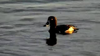 Sacramento NWR Webcam. Ring-necked Duck diving for breakfast - explore.org 02-13-2021