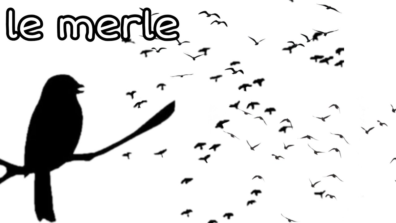 poésie le merle Cp CE1 CE2 #poésie - YouTube