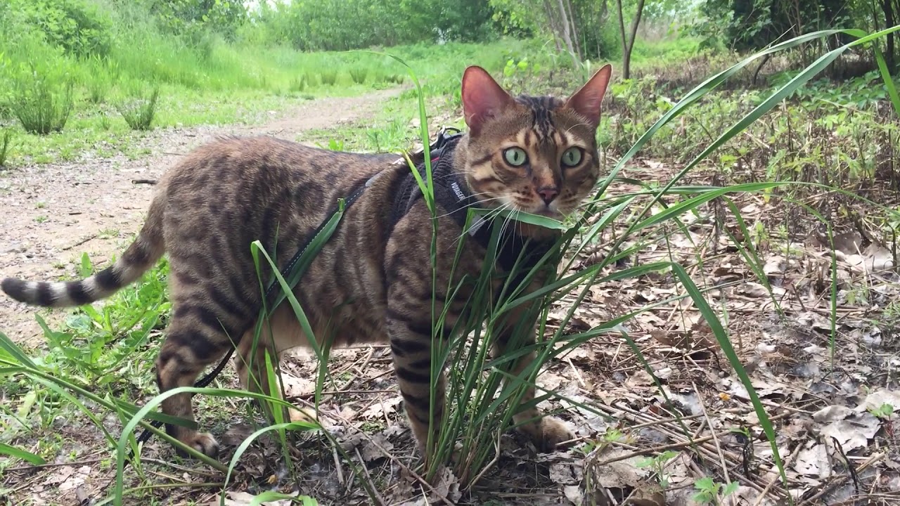 Growling Cat in the Park. YouTube