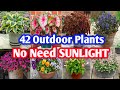 42 outdoor plants no need sunlight  outdoor plants for garden to grow  plant and planting