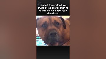 The dog started crying when he realized that the owner left him in a dog shelter