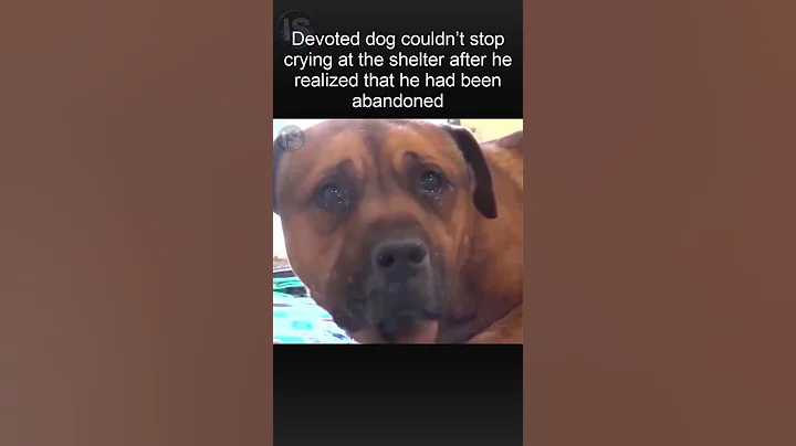 The dog started crying when he realized that the owner left him in a dog shelter - DayDayNews