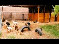 Baby goats jumping playing running  fighting 