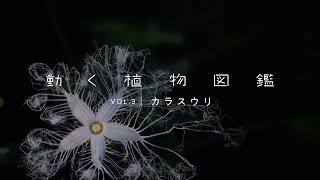 動く植物図鑑 VOL.3｜道ばたに咲く花火　カラスウリのある風景