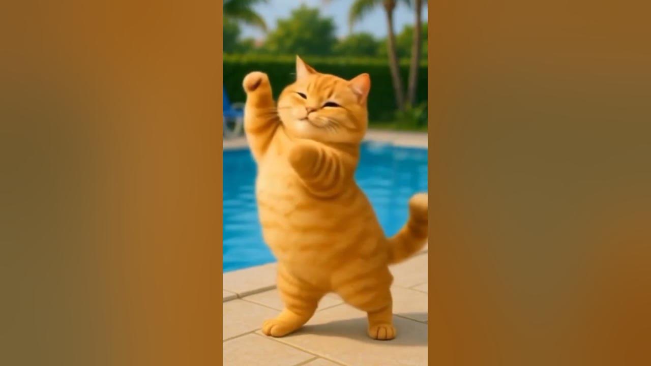 Kucing joget lucu Aku sayang #Kucing lucu